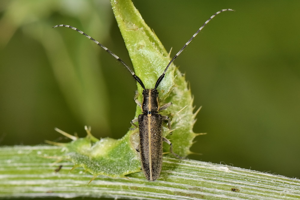 Agapanthia cardui  (Cerambycidae)